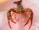 高密度龙虾养殖、高产龙虾、供应龙虾种苗
