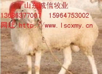 供山东种羊养殖场山东育肥羊交易市场肉羊供求价格山东养羊基地