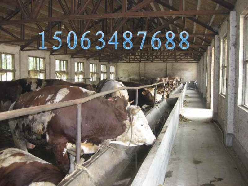 ￥多大的利木赞牛小种牛长的快 哪里卖牛种价格便宜