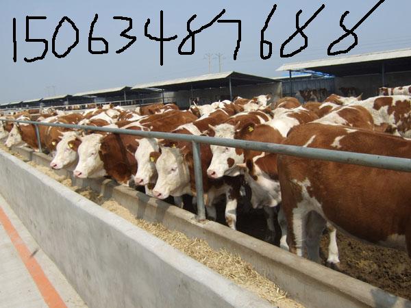 &3个月的小牛犊多少钱一头 3个月的小牛犊几百斤