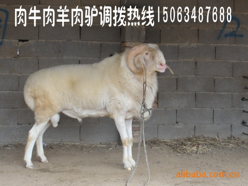 &小尾寒羊肉羊养殖利润 哪里的小尾寒羊肉羊出售的快。山东牧草园牛羊驴繁殖基地是山东省畜牧局指定的畜牧良种繁育基地,是集饲养、繁育、外调、科研为一体的大型综合性养殖基地。山东牧草园基地位于山东省畜牧核心区,占地600余亩,牛羊舍300余间,中高级畜牧师50余名,科研人员3名,下设6个分场种牛场、种羊场、人工受精场、胚胎移植场。本基地现存栏各种牛羊10000余头,本基地长年负责向全国各地输送调拨肉牛肉羊业务8年有余,并承担着全市牛、羊畜牧良种的保种、引进、改良、换代、繁育、推广工作。先后被山东省评为:
