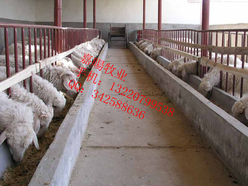小尾寒羊孕羊价格#2012年小尾寒羊多少钱一只
