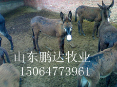 现在肉驴价格，肉驴养殖，小驴驹多少一头