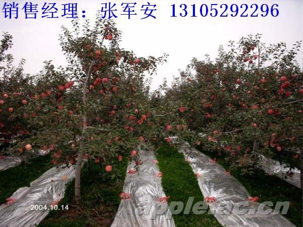 水果反光膜，苹果返光膜，果树反光膜山东省莱阳市造纸厂
