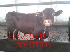 肉牛犊供应 小牛犊 小毛驴 利木赞牛养殖价格