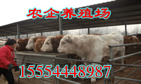 肉牛波尔山羊养殖场-肉牛种羊波尔山羊价格牛羊养殖技术