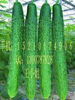 黄瓜种子|高产黄瓜种子|佛罗里达二号黄瓜种子