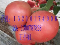 番茄种子&粉果番茄种子&巨粉宝石番茄种子