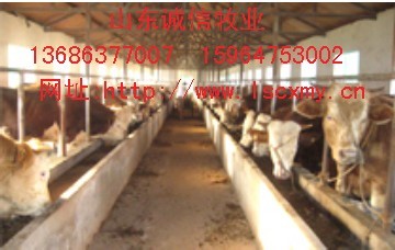 山东肉牛供求价格肉牛繁育场种牛繁育中心梁山县畜牧局