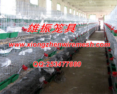 种鸽|笼具|鸽笼|鸽子笼|肉鸽