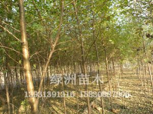 优质白榆树在绿洲苗木基地