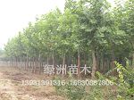绿洲供应优质的法桐树