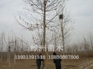 绿洲苗木基地供应白蜡