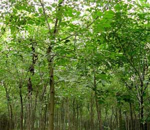 法桐的最佳供应基地