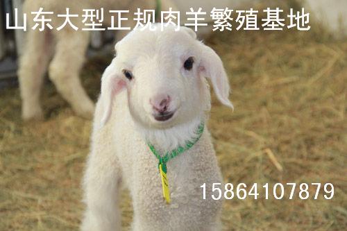 供育肥肉羊纯种小尾寒羊肉羊羔养殖技术